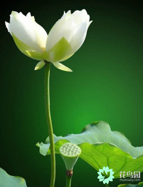 《流放者柯南》开发商悬赏 检举漏洞最高获500刀_xiongmao体育(图1) 熊猫体育