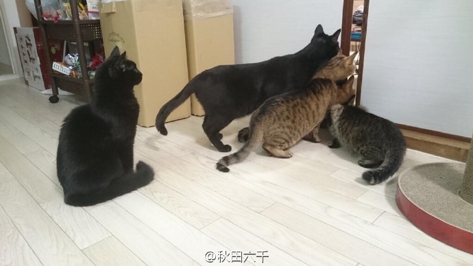 熊猫体育