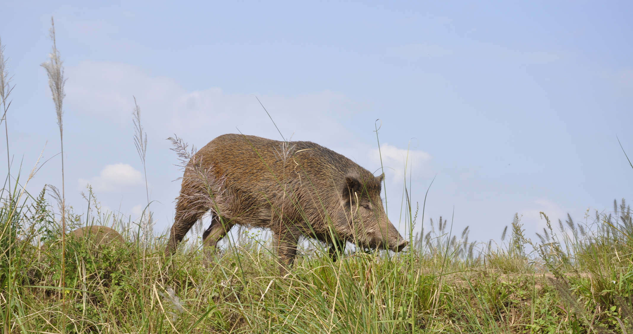 Steam今日特惠 绝赞类暗黑游戏《恐怖黎明》3折‘panda sports’(图2) 熊猫体育
