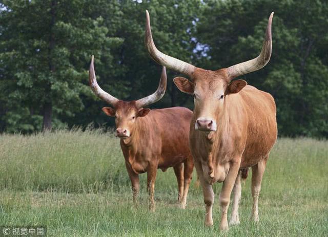 xiongmao体育:
推进全历程工程咨询面临的问题及全历程咨询的实施建议(图3) 熊猫体育