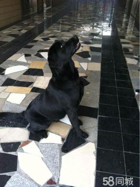 熊猫体育_《行尸走肉》制作商开发《银河护卫队》 期待吗(图3) xiongmao体育