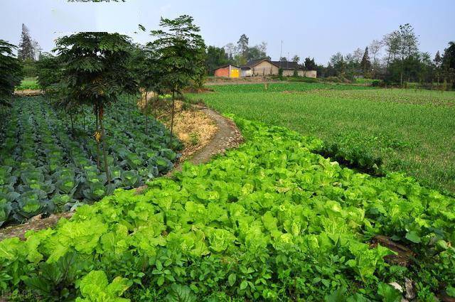 xiongmao体育|
囤菜季到了 东北大娘雇车屯300斤白菜 南方人表现很不明白(图4) xiongmao体育|
囤菜季到了 东北大娘雇车屯300斤白菜 南方人表现很不明白(图4)