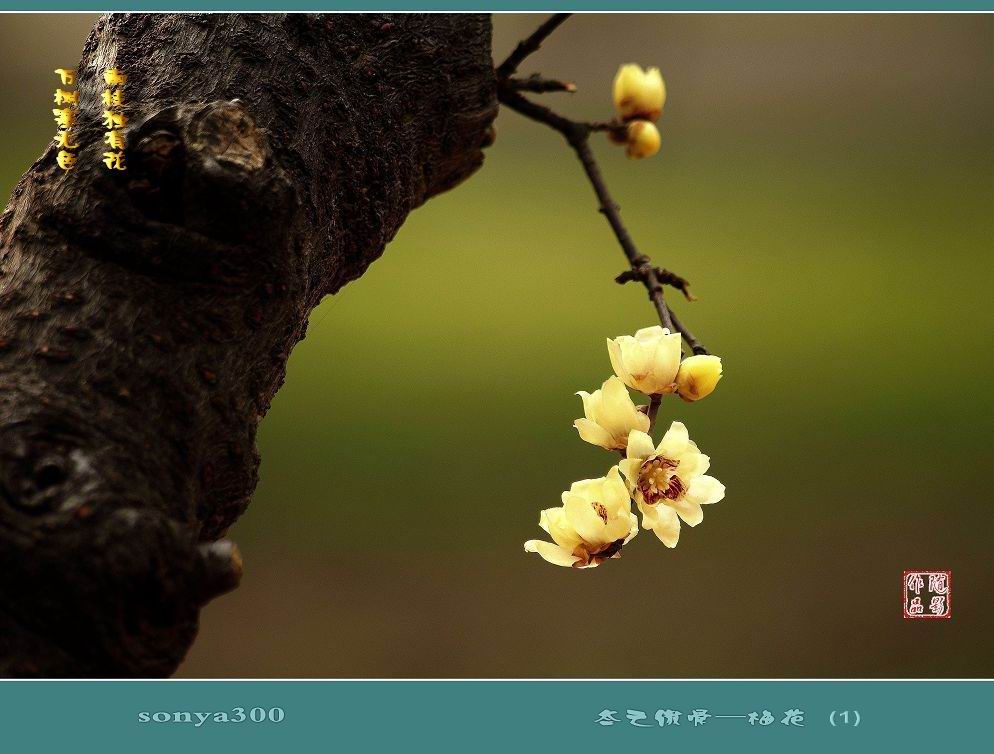 xiongmao体育_苏轼(苏东坡)简介,苏轼生平主要作品(图1) 熊猫体育